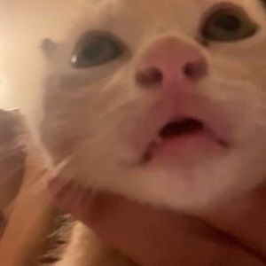 Meet your Posher, Kimmy